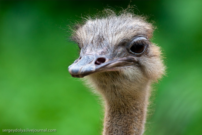 Сингапурский парк птиц