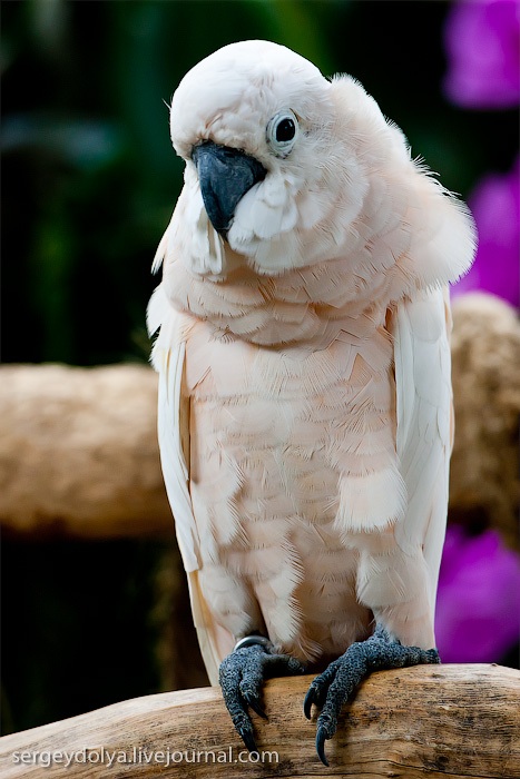 Сингапурский парк птиц