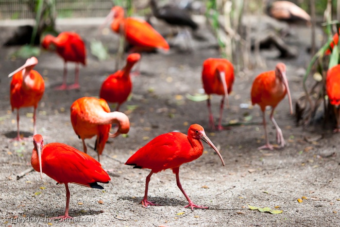 Сингапурский парк птиц