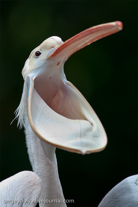 Сингапурский парк птиц