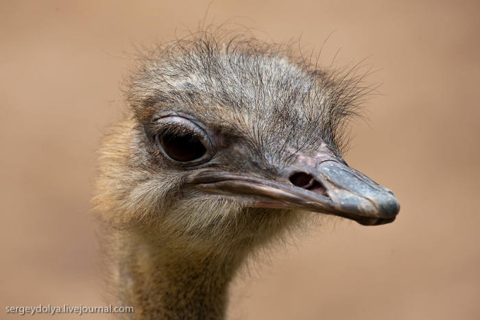 Сингапурский парк птиц