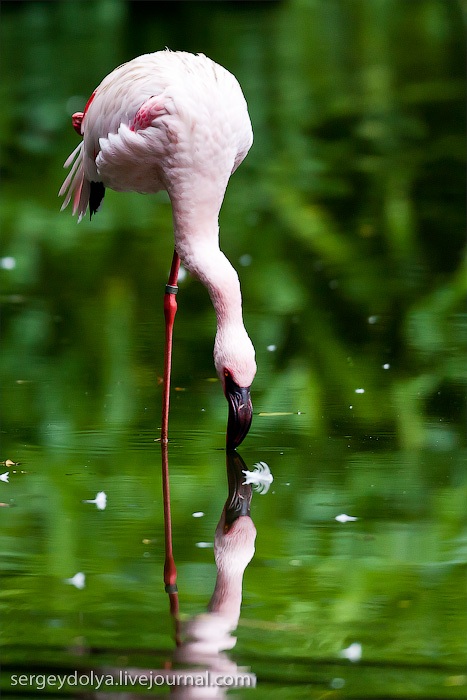 Сингапурский парк птиц