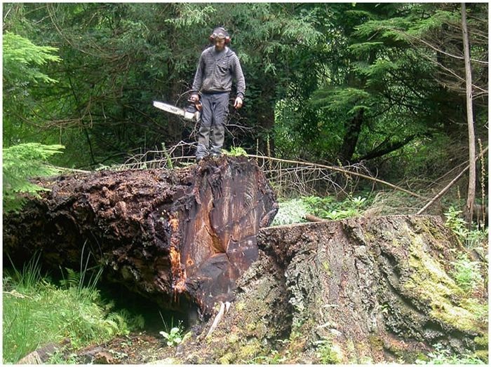 Скульптуры из срубленных деревьев