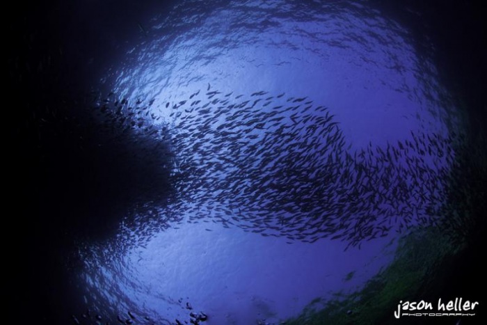 15 удивительных косяков рыбы