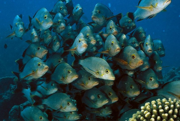 15 удивительных косяков рыбы