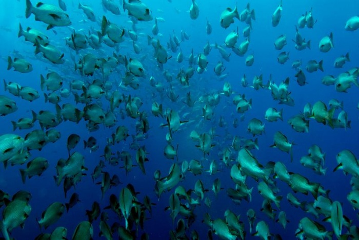 15 удивительных косяков рыбы