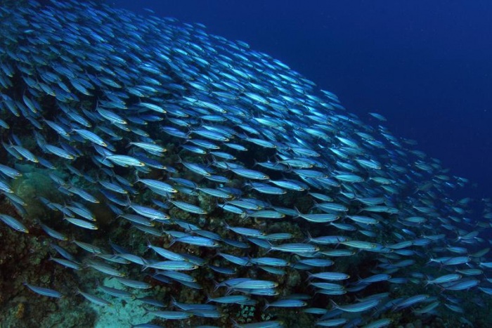 15 удивительных косяков рыбы