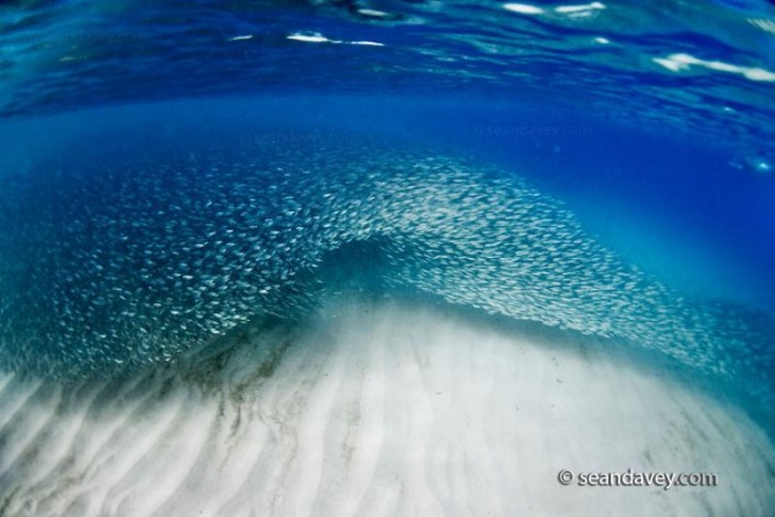 15 удивительных косяков рыбы