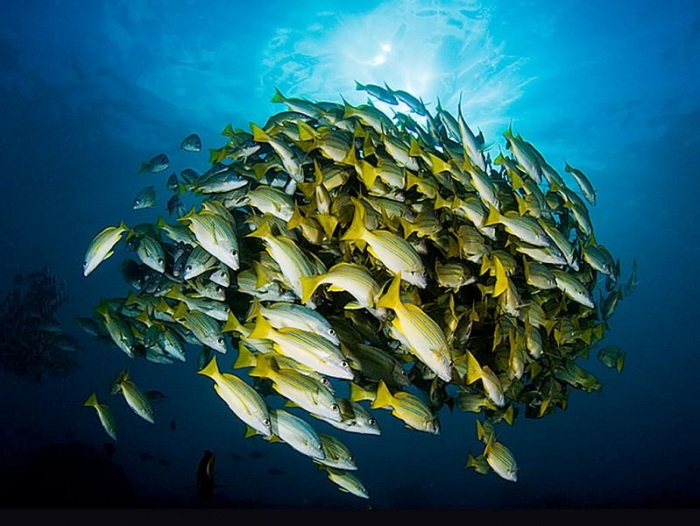 15 удивительных косяков рыбы