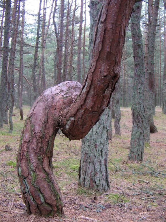 Танцующий лес (16 фото)