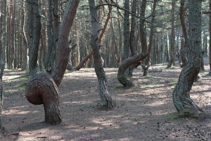 Танцующий лес (16 фото)
