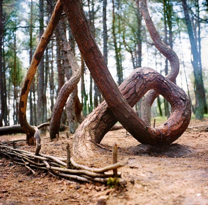 Танцующий лес (16 фото)