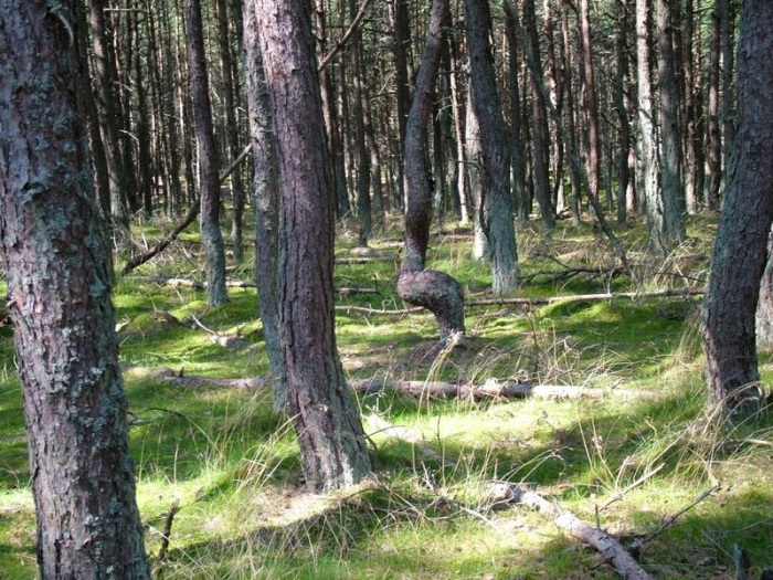 Танцующий лес (16 фото)