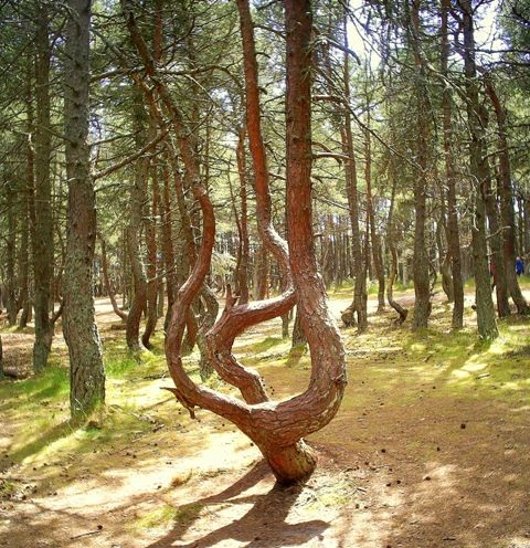 Танцующий лес (16 фото)