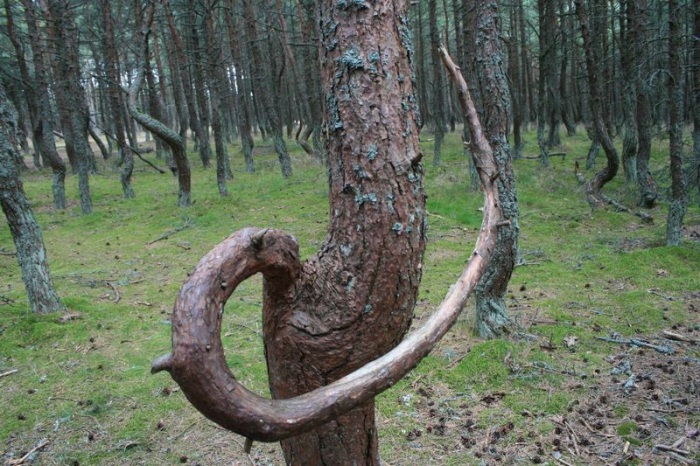 Танцующий лес (16 фото)