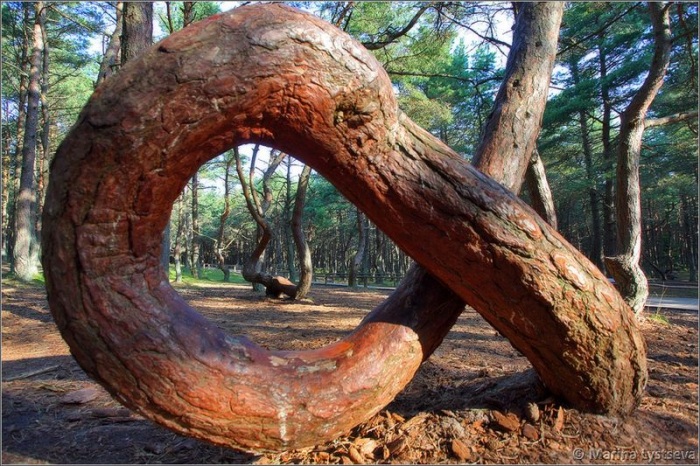 Танцующий лес (16 фото)