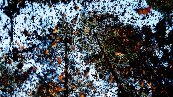 Миграция бабочек – монархов