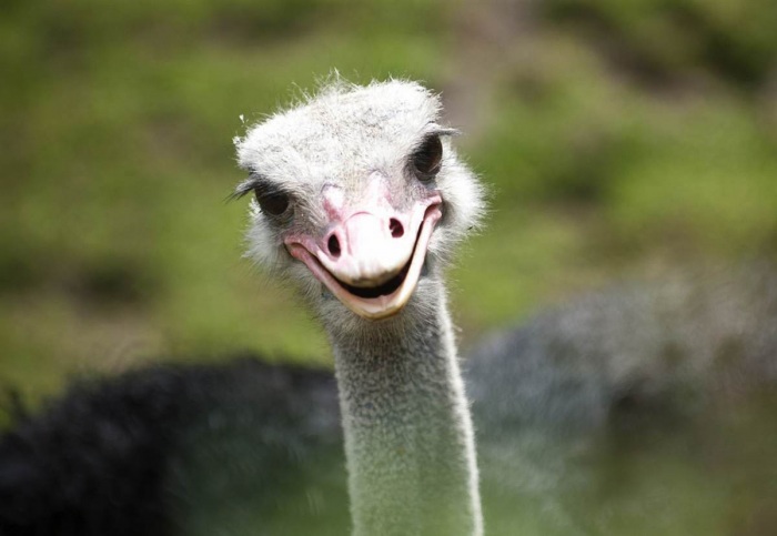 Эти забавные животные