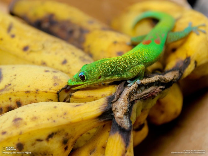 Большое фотопутешествие с National Geographic