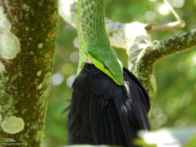 Большое фотопутешествие с National Geographic
