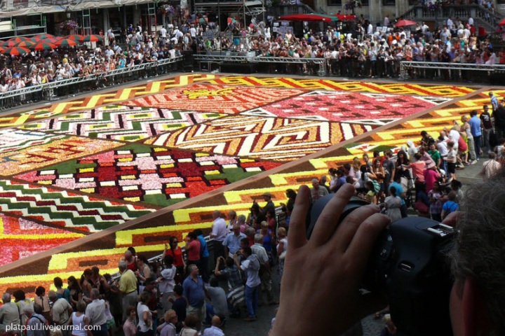 Брюссельский цветочный ковер (29 фото)