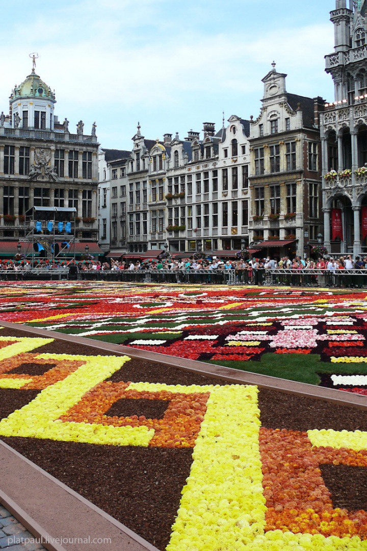 Брюссельский цветочный ковер (29 фото)