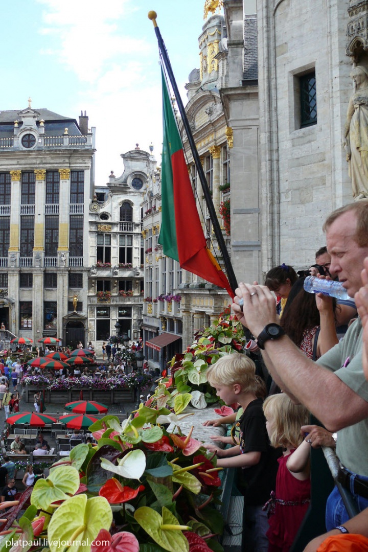 Брюссельский цветочный ковер (29 фото)