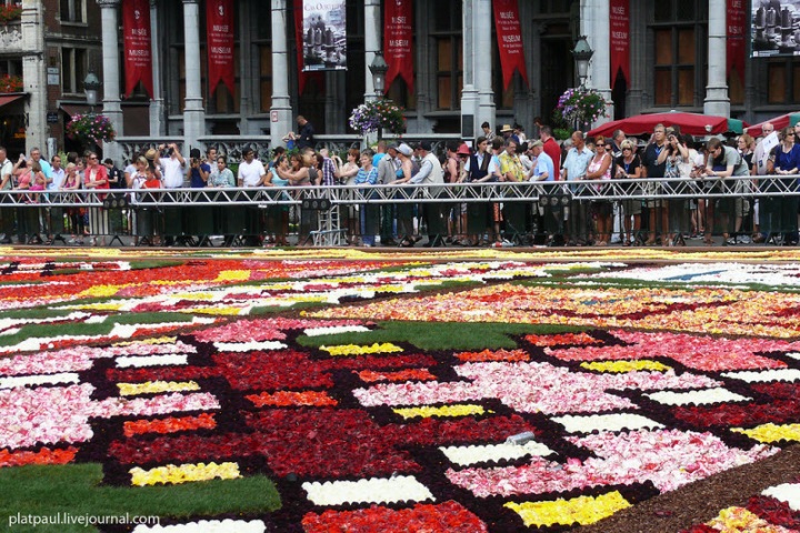 Брюссельский цветочный ковер (29 фото)