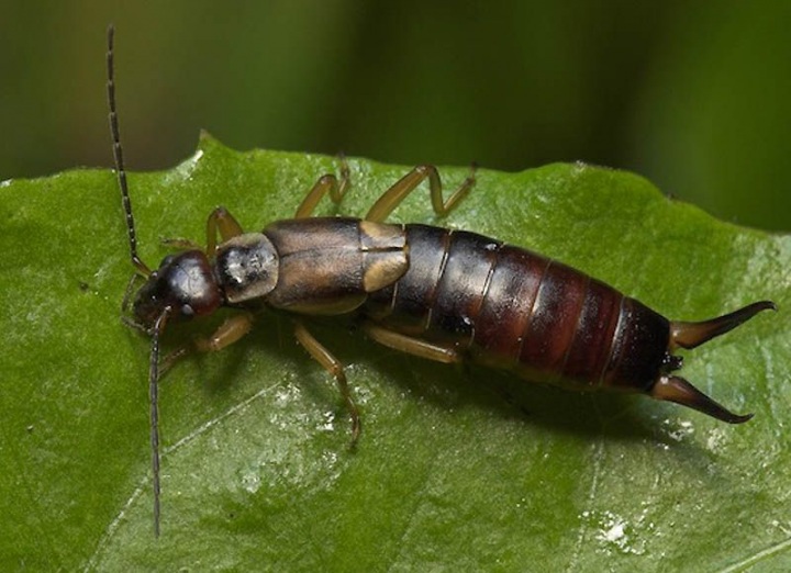 10 фактов о сексе животных (10 фото)