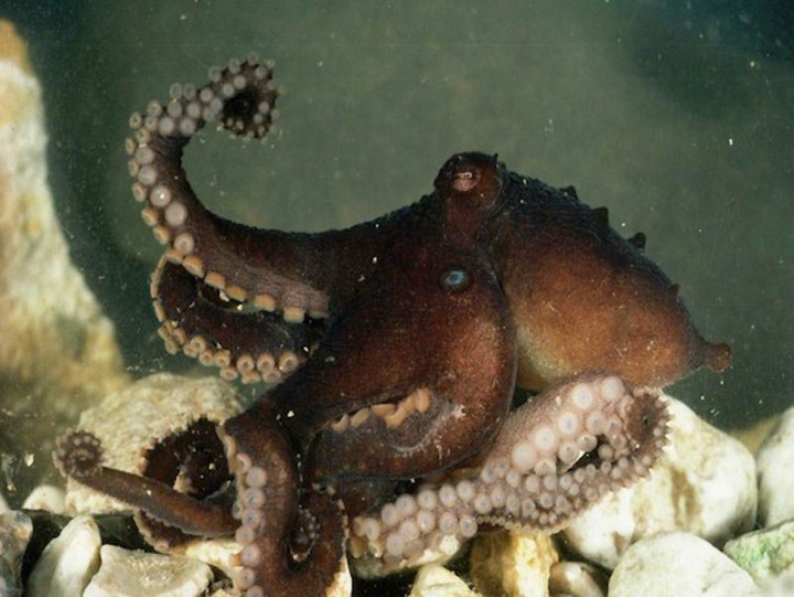 10 фактов о сексе животных (10 фото)