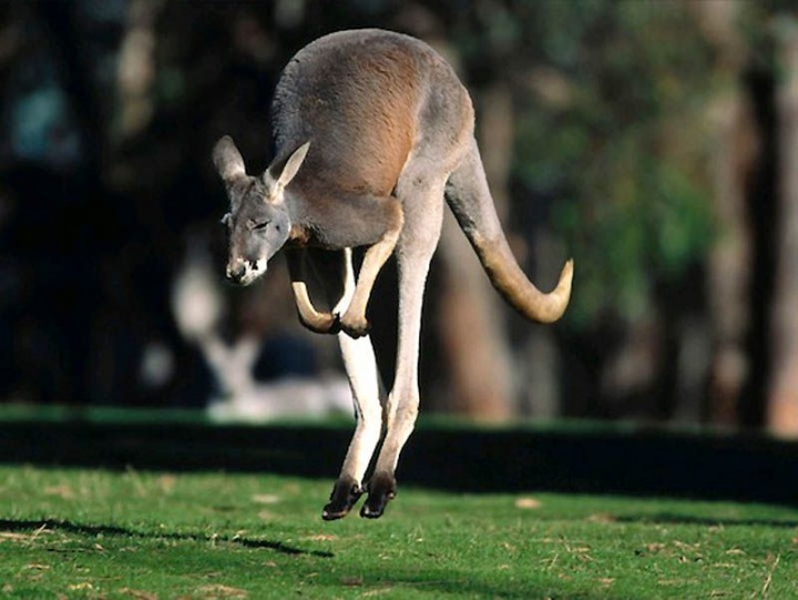 10 фактов о сексе животных (10 фото)