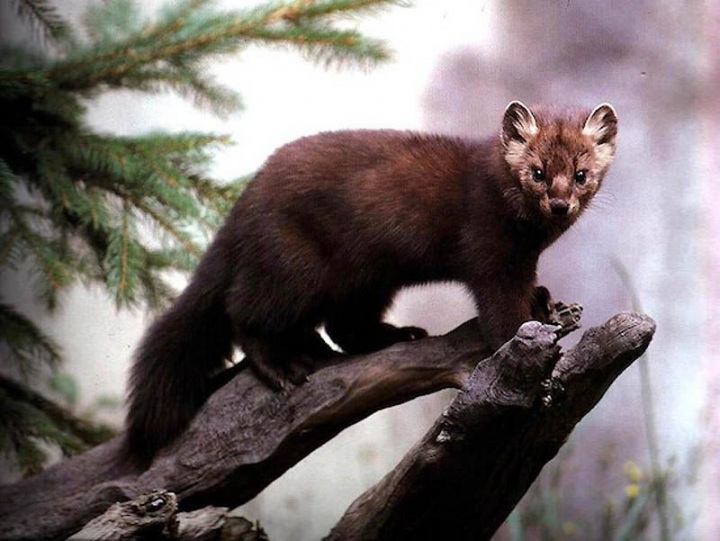 10 фактов о сексе животных (10 фото)