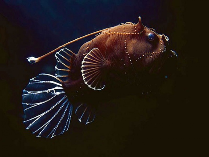 10 фактов о сексе животных (10 фото)