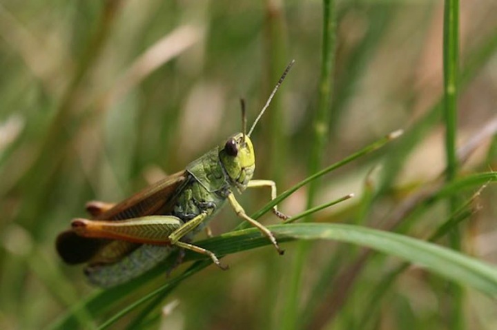 10 фактов о сексе животных (10 фото)