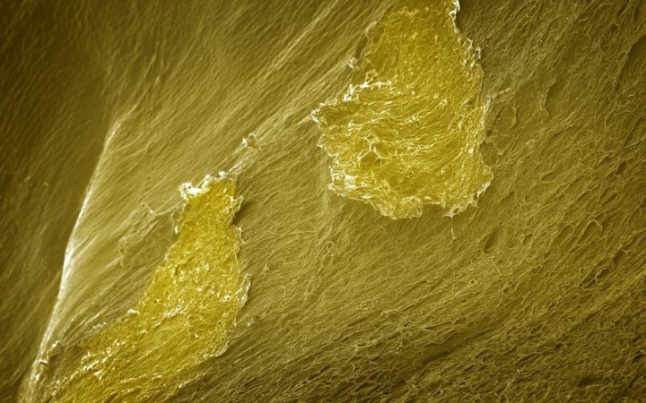 Макросъмка еды от Caren Alpert (29 фото)