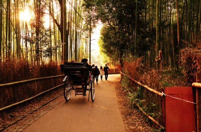 Красивый бамбуковый лес Киото (7 фото)