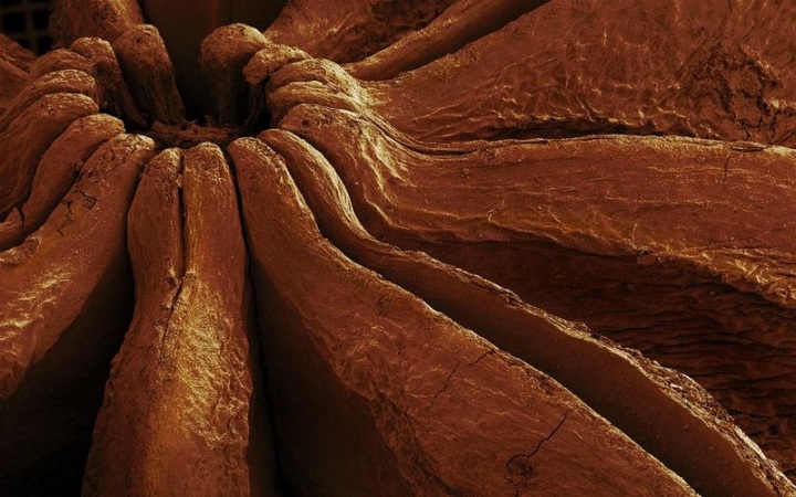 Макросъмка еды от Caren Alpert (29 фото)