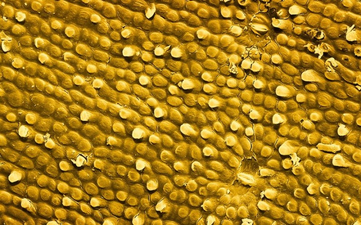 Макросъмка еды от Caren Alpert (29 фото)