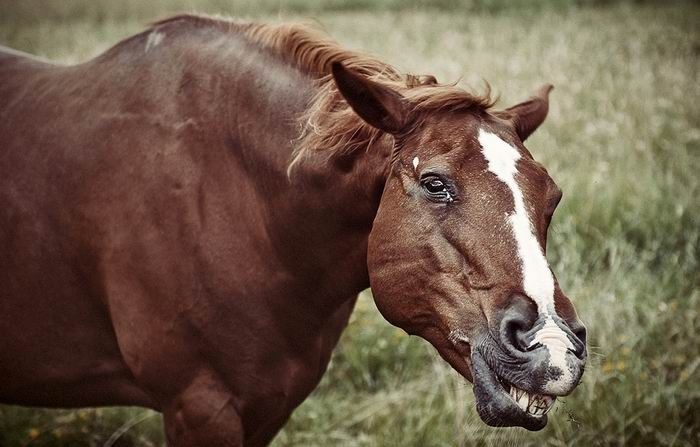 Факты об улыбке и смехе. С 1 апреля!!! (10 фото)