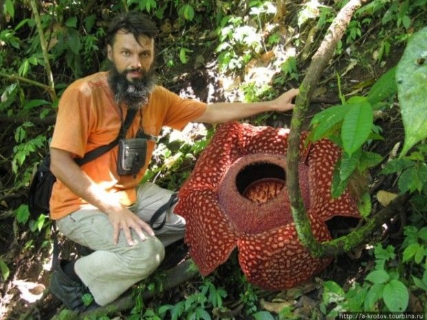 Самый большой цветок в мире (6 фото + 1 видео)