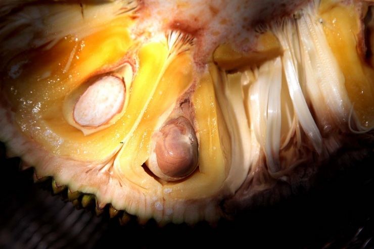 Топ-10 самых необычных фруктов