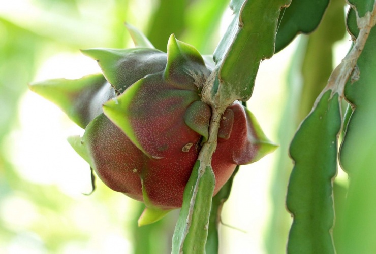 Топ-10 самых необычных фруктов