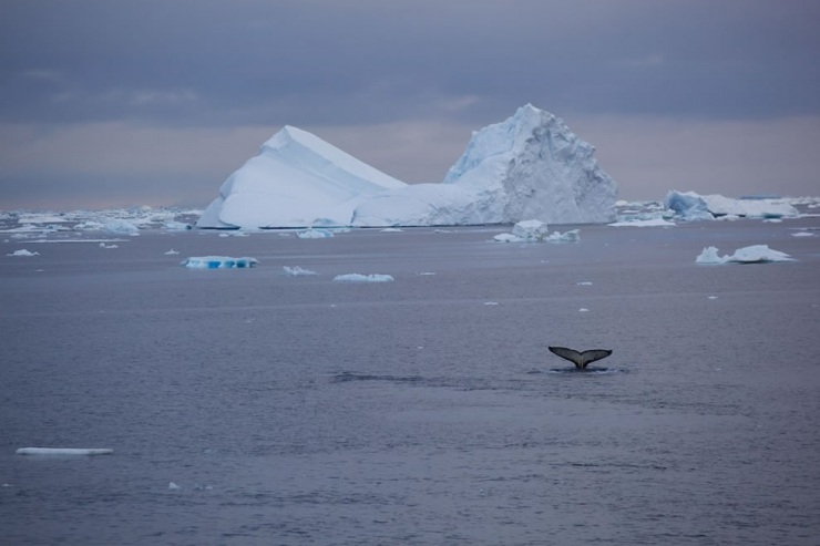 Ледяная красота