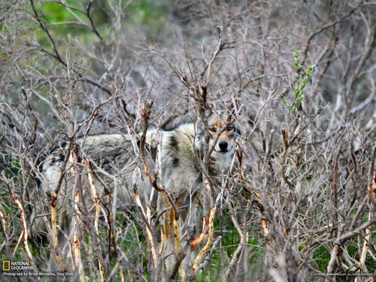 Обои для рабочего стола от National Geographic за апрель 2013