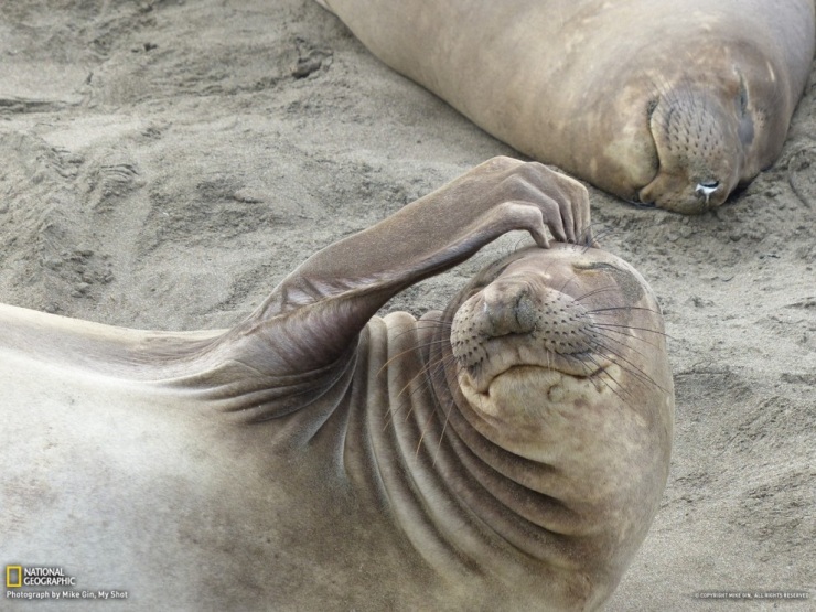 Обои для рабочего стола от National Geographic за апрель 2013