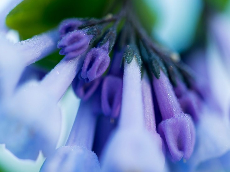 Обои для рабочего стола от National Geographic за апрель 2013