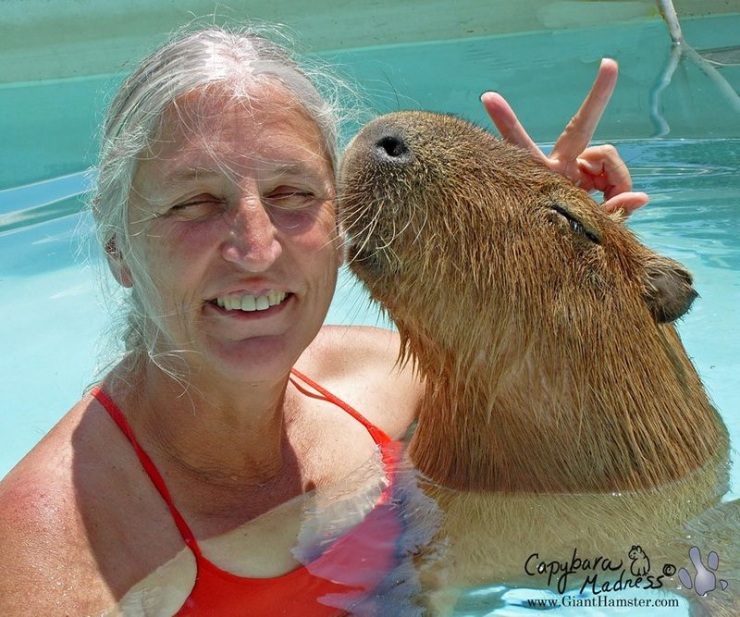 Капибары (33 фото)