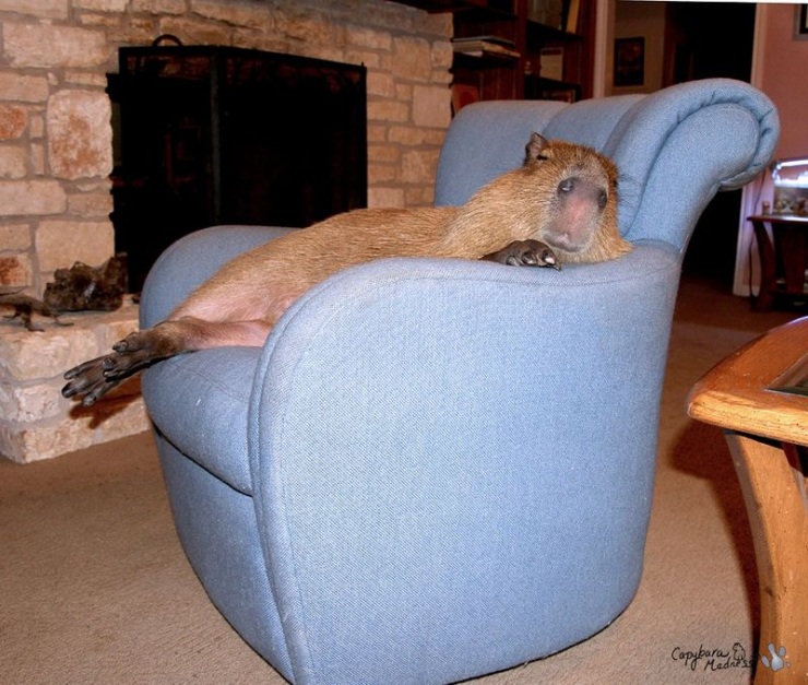 Капибары (33 фото)