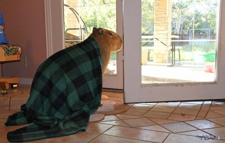 Капибары (33 фото)