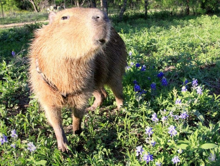 Капибары (33 фото)